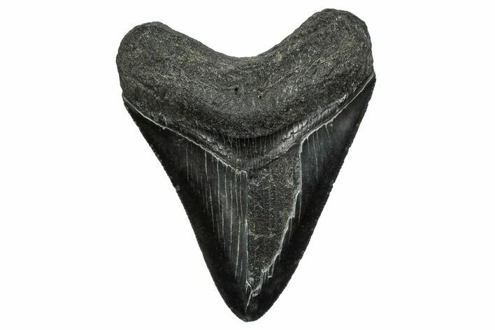 Fossil Megalodon Tooth - South Carolina #328613